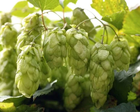 Create A Personal Beer Garden: Cultivating Hops Is Simple and Rewarding